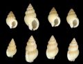 Nassarius incrassatus